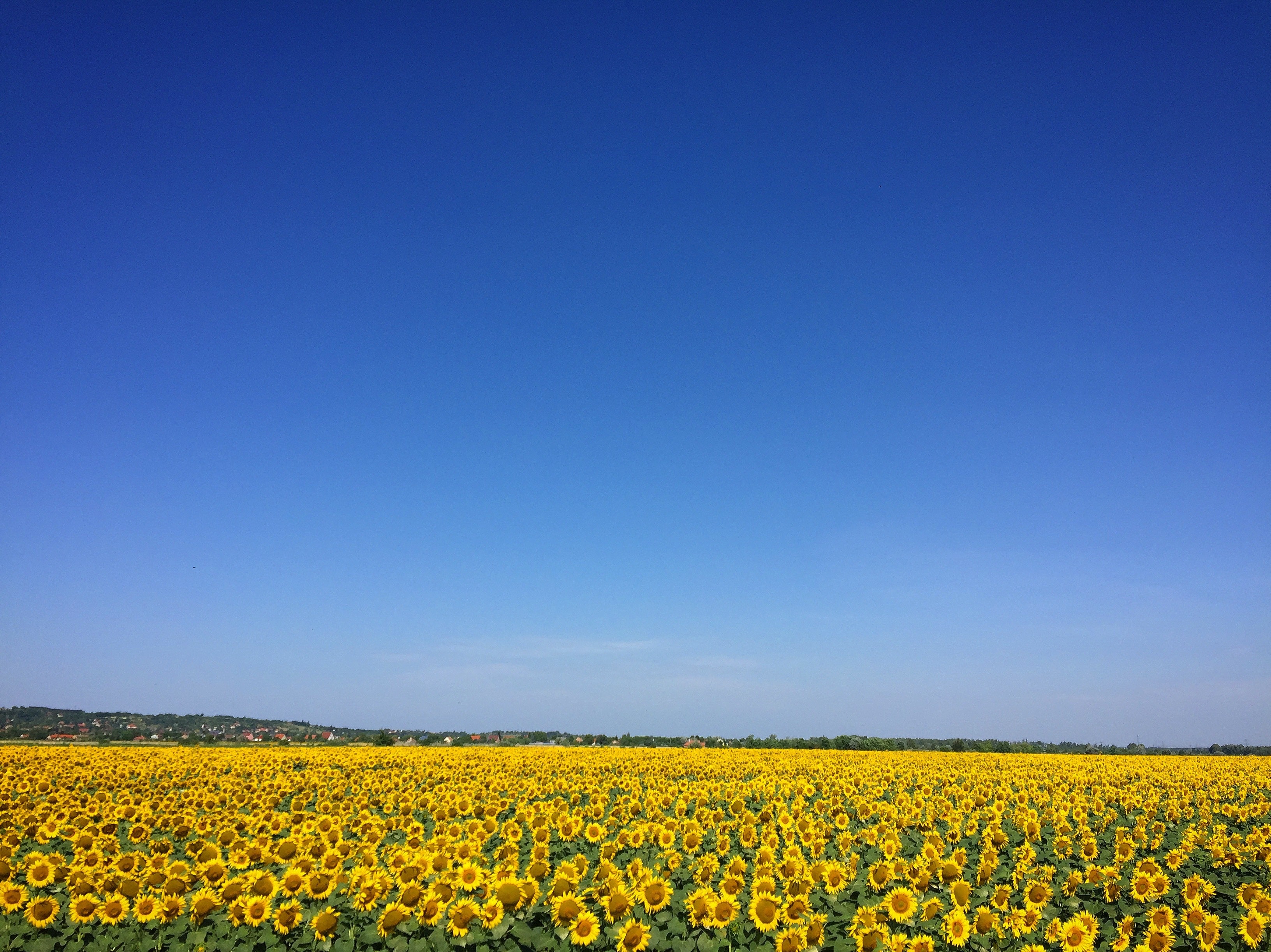 Blauer Himmel über Sonnenblumen